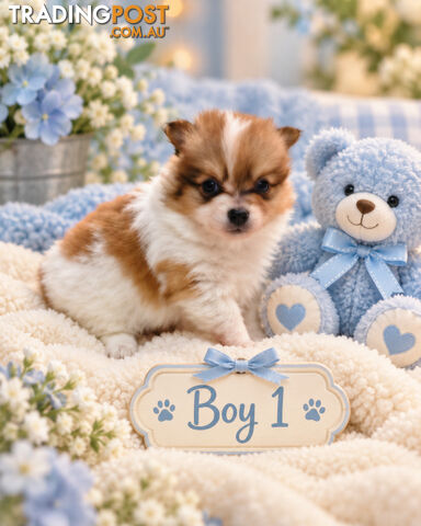 ADORABLE POCKET POMCHI PUPPIES COMING SOON!!!