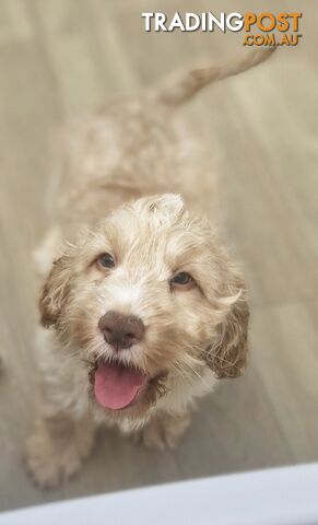 LAST BEAUTIFUL SPOODLE BOY - photo 2 of 2