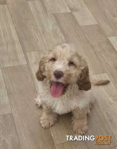 LAST BEAUTIFUL SPOODLE BOY