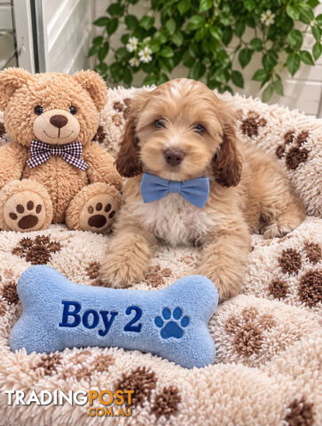 ABSOLUTELY STUNNING SPOODLE PUPPIES