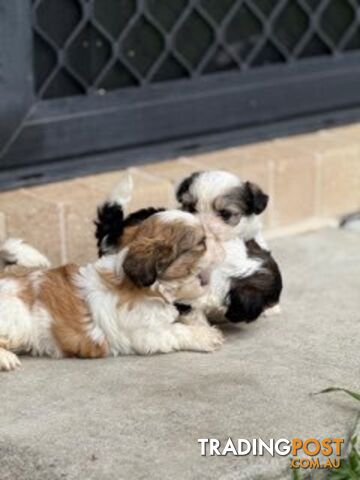 ADORABLE FLUFFY MALTESE X SHIHTZU PUPPIES  READY NOW