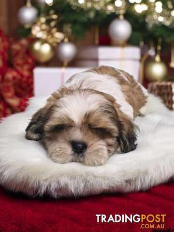 ADORABLE FLUFFY MALTESE X SHIHTZU PUPPIES  READY NOW