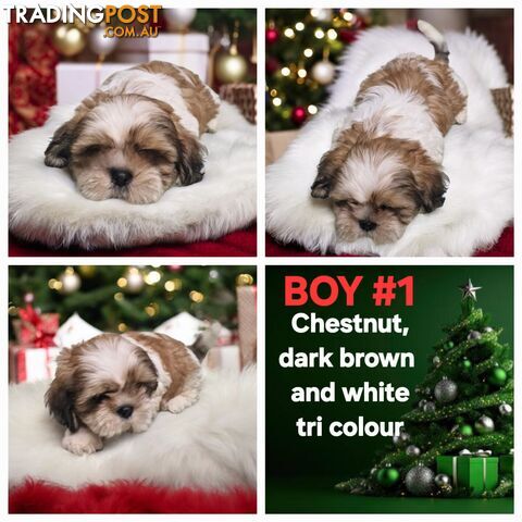 ADORABLE FLUFFY MALTESE X SHIHTZU PUPPIES  READY NOW