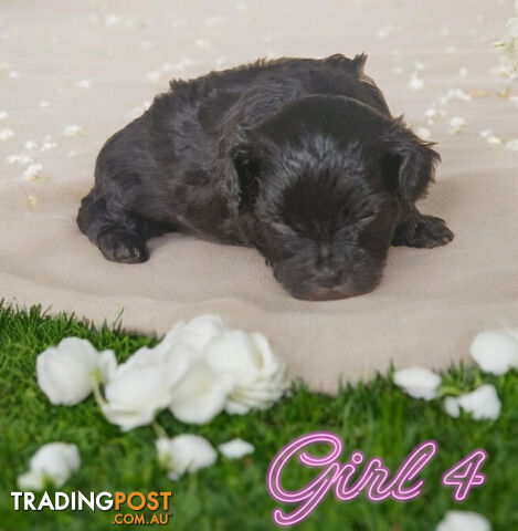 ADORABLE FLUFFY MALTESE X SHIHTZU PUPPIES  COMING SOON!!!