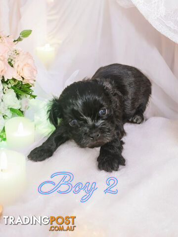 ADORABLE FLUFFY MALTESE X SHIHTZU PUPPIES  COMING SOON!!!