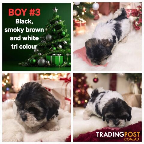 ADORABLE FLUFFY MALTESE X SHIHTZU PUPPIES  READY NOW