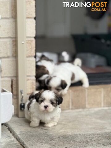 ADORABLE FLUFFY MALTESE X SHIHTZU PUPPIES  READY NOW