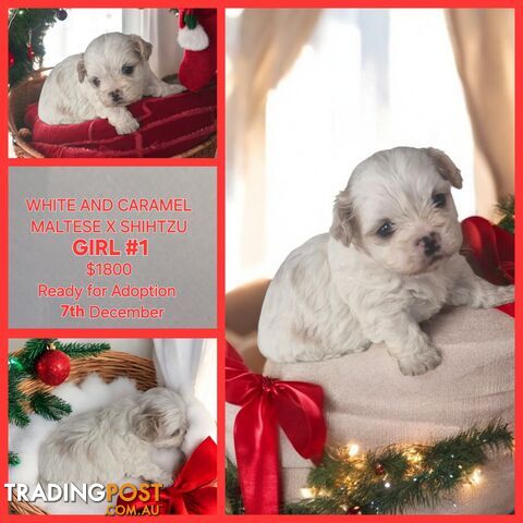 ADORABLE FLUFFY MALTESE X SHIHTZU PUPPIES COMING SOON!!!!