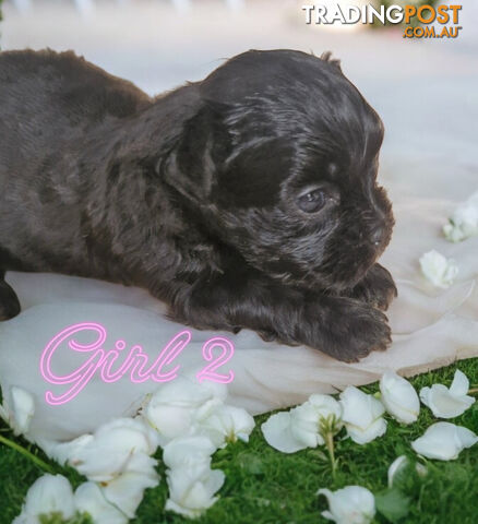 ADORABLE FLUFFY MALTESE X SHIHTZU PUPPIES  COMING SOON!!!