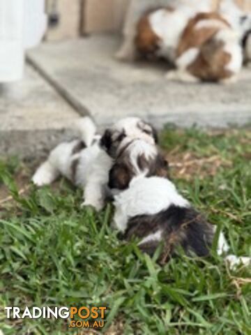 ADORABLE FLUFFY MALTESE X SHIHTZU PUPPIES  READY NOW