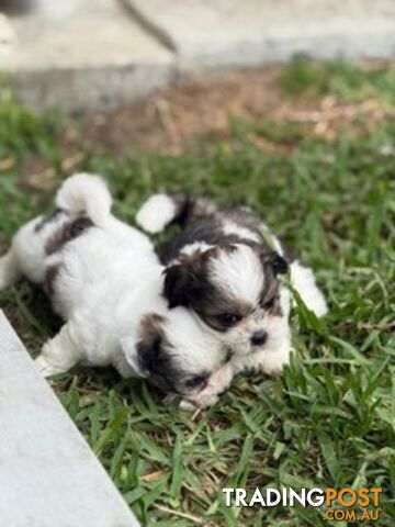 ADORABLE FLUFFY MALTESE X SHIHTZU PUPPIES  READY NOW