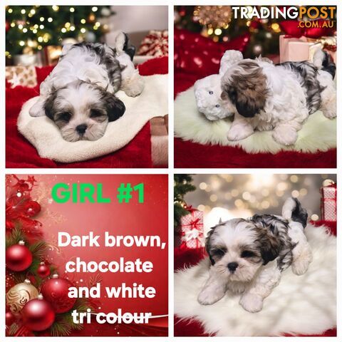 ADORABLE FLUFFY MALTESE X SHIHTZU PUPPIES  READY NOW