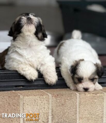 ADORABLE FLUFFY MALTESE X SHIHTZU PUPPIES  READY NOW