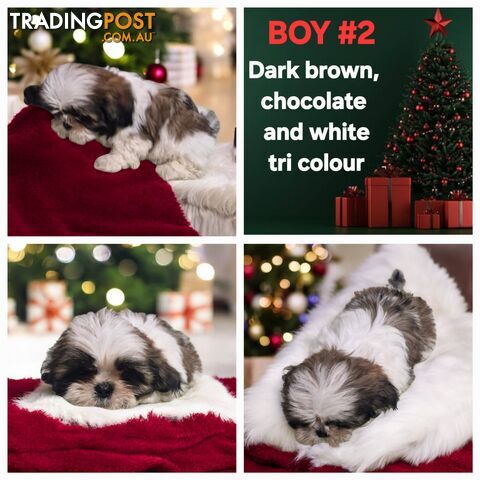 ADORABLE FLUFFY MALTESE X SHIHTZU PUPPIES  READY NOW