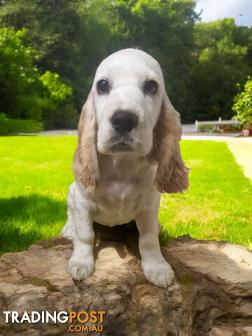 STUNNING MINI GOLDEN RETREIVER PUPPIES