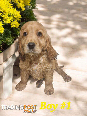 ADORABLE MINI GOLDEN RETRIEVER PUPPIES