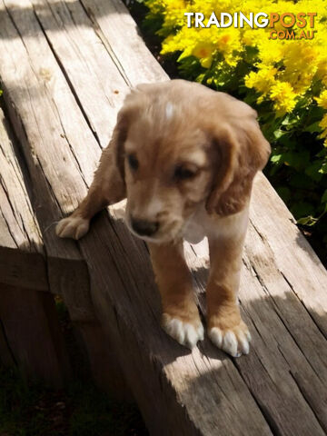 ADORABLE MINI GOLDEN RETRIEVER PUPPIES