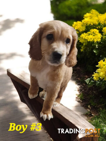 ADORABLE MINI GOLDEN RETRIEVER PUPPIES