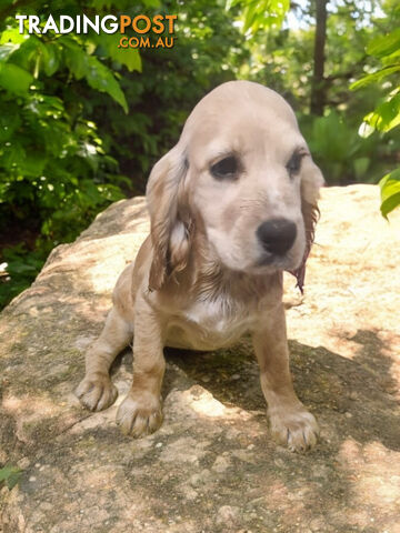 STUNNING MINI GOLDEN RETREIVER PUPPIES