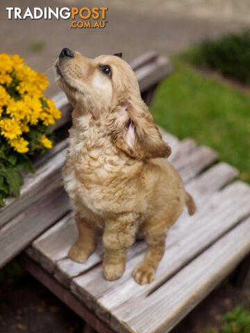 ADORABLE MINI GOLDEN RETRIEVER PUPPIES