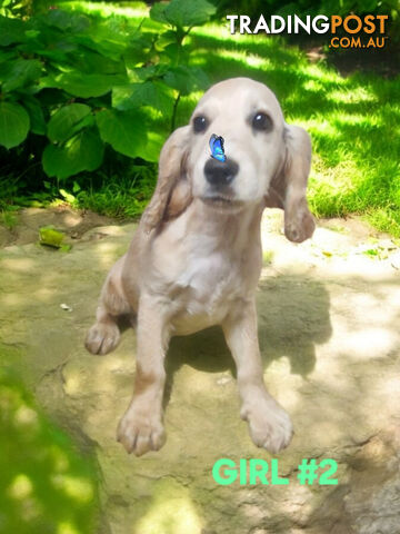 STUNNING MINI GOLDEN RETREIVER PUPPIES