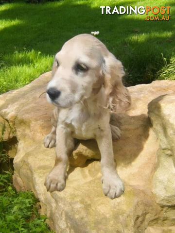 STUNNING MINI GOLDEN RETREIVER PUPPIES