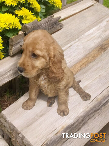 ADORABLE MINI GOLDEN RETRIEVER PUPPIES