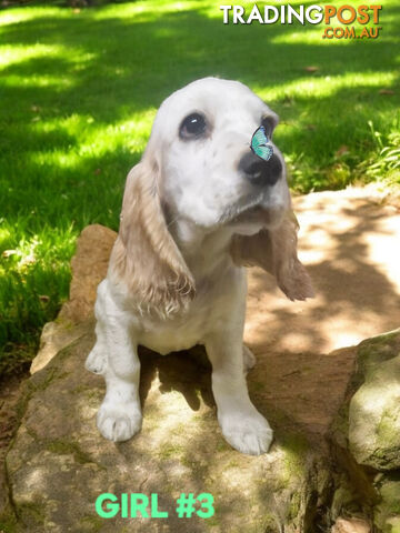 STUNNING MINI GOLDEN RETREIVER PUPPIES