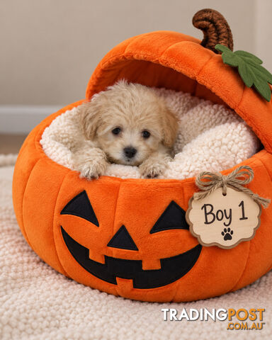 ABSOLUTELY ADORABLE MOODLE PUPPIES