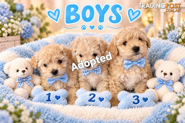 ABSOLUTELY ADORABLE MOODLE PUPPIES - photo 2 of 2