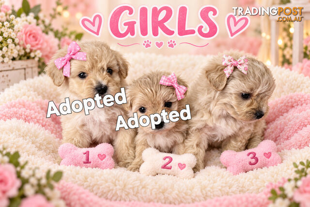 ABSOLUTELY ADORABLE MOODLE PUPPIES