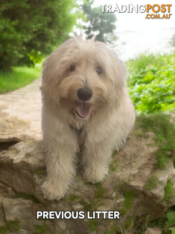 ADORABLE BORDOODLE PUPPIES 