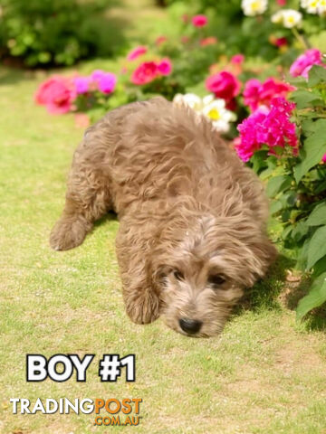 ADORABLE RED BORDOODLE PUPPIES 