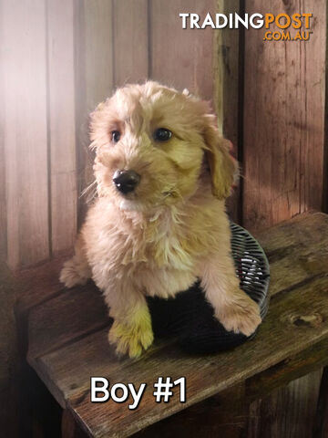 ADORABLE RED BORDOODLE PUPPIES 