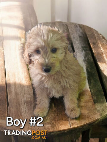 ADORABLE RED BORDOODLE PUPPIES 