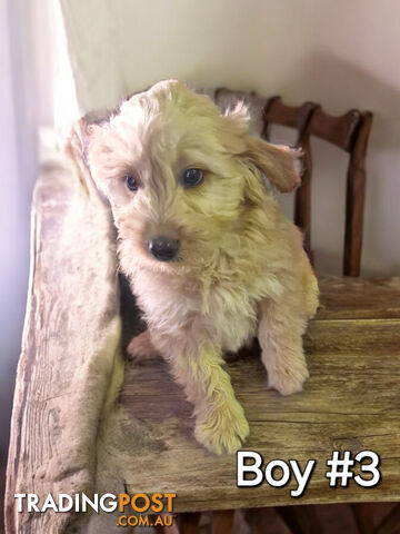 ADORABLE RED BORDOODLE PUPPIES 