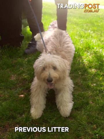 ADORABLE BORDOODLE PUPPIES 