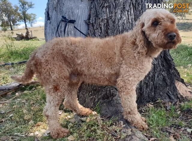 ADORABLE BORDOODLE PUPPIES 