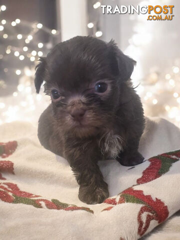 STUNNING RARE PUREBED SHIHTZU PUPPIES COMING SOON!!!