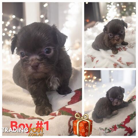 STUNNING  PUREBED SHIHTZU PUPPIES COMING SOON!!!