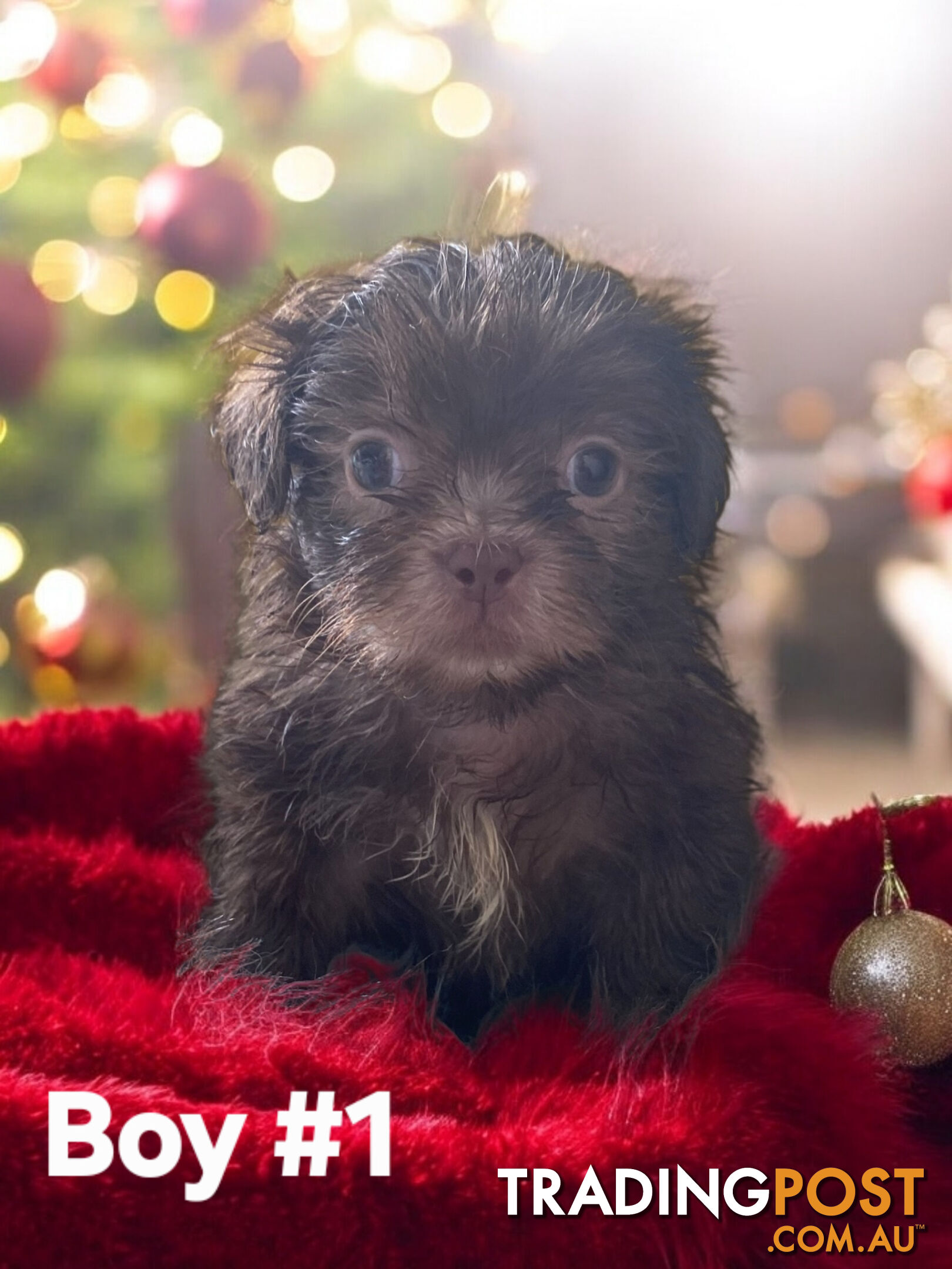 STUNNING  PUREBED SHIHTZU PUPPIES 