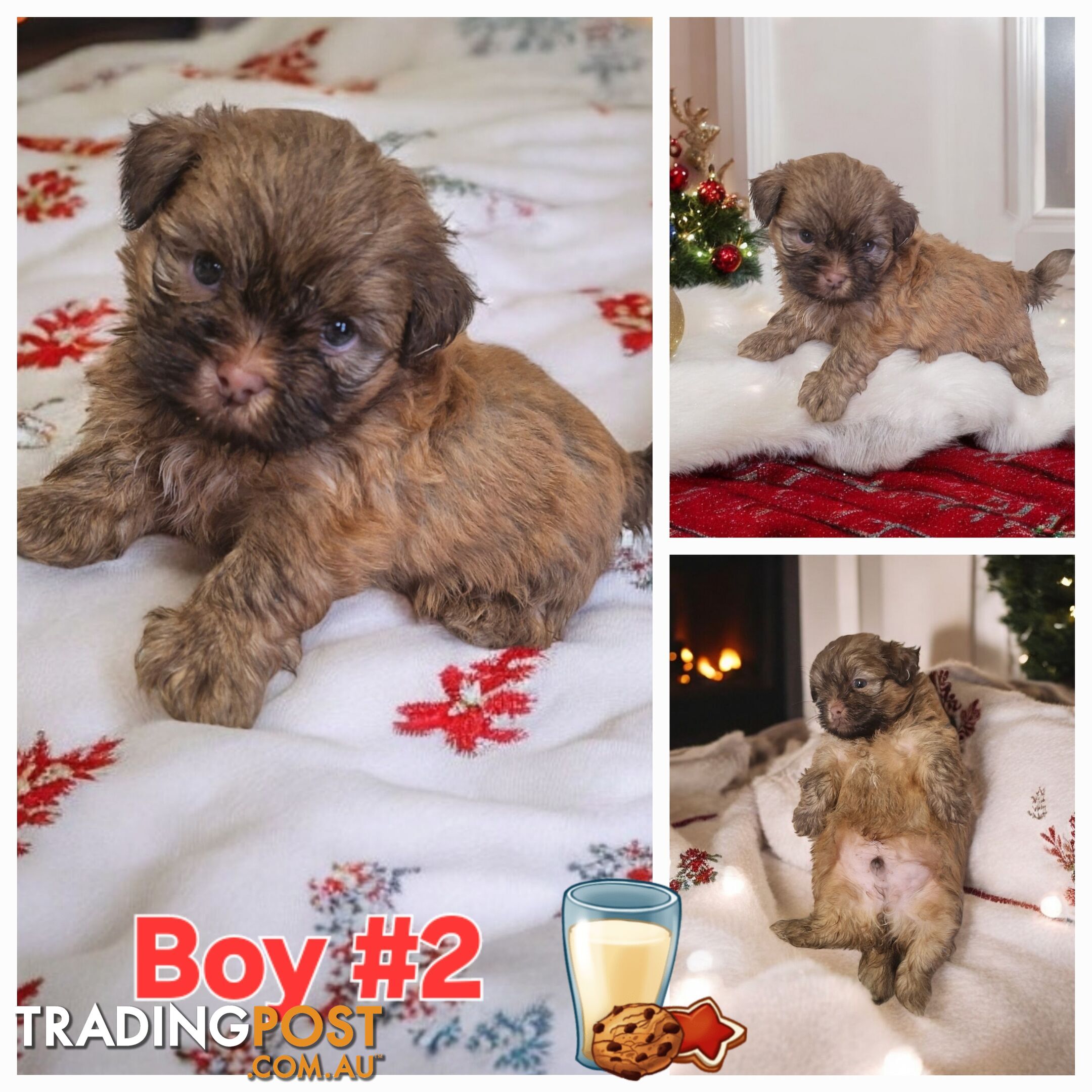 STUNNING  PUREBED SHIHTZU PUPPIES 