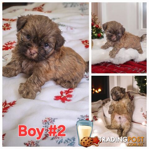 STUNNING  PUREBED SHIHTZU PUPPIES COMING SOON!!!