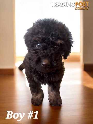 PUREBRED TOY POODLE PUPPIES