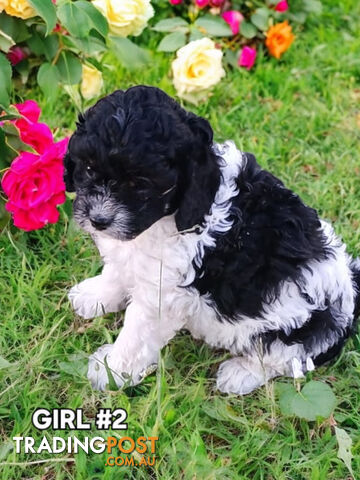 BEAUTIFUL TOY CAVOODLE PUPPIES COMING SOON!!!