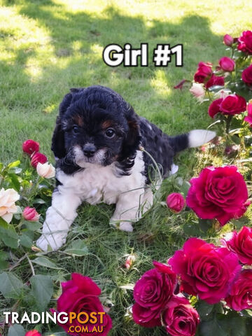 BEAUTIFUL TOY CAVOODLE PUPPIES COMING SOON!!!