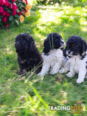 BEAUTIFUL TOY CAVOODLE PUPPIES COMING SOON!!!