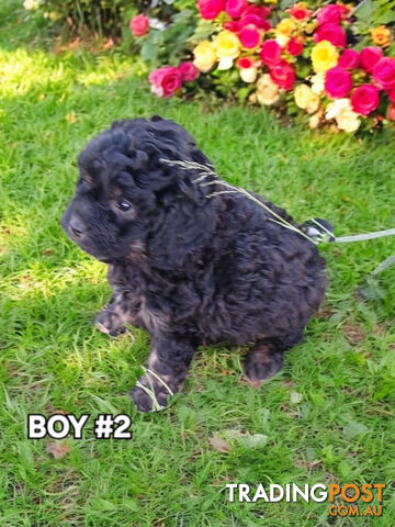 BEAUTIFUL TOY CAVOODLE PUPPIES COMING SOON!!!