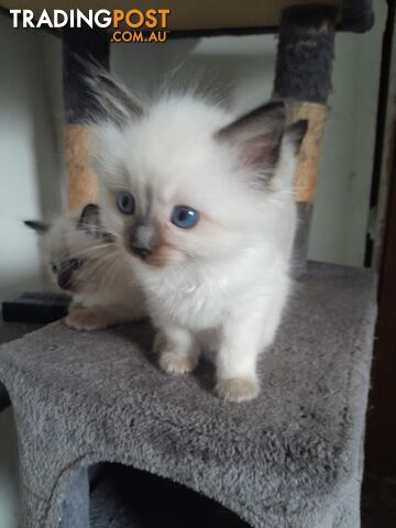 Purebred ragdoll kitten