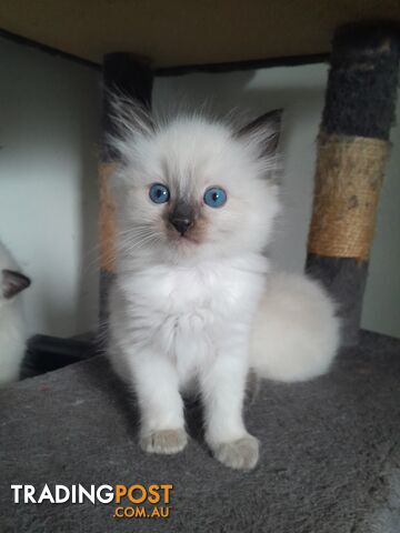 Purebred ragdoll kitten